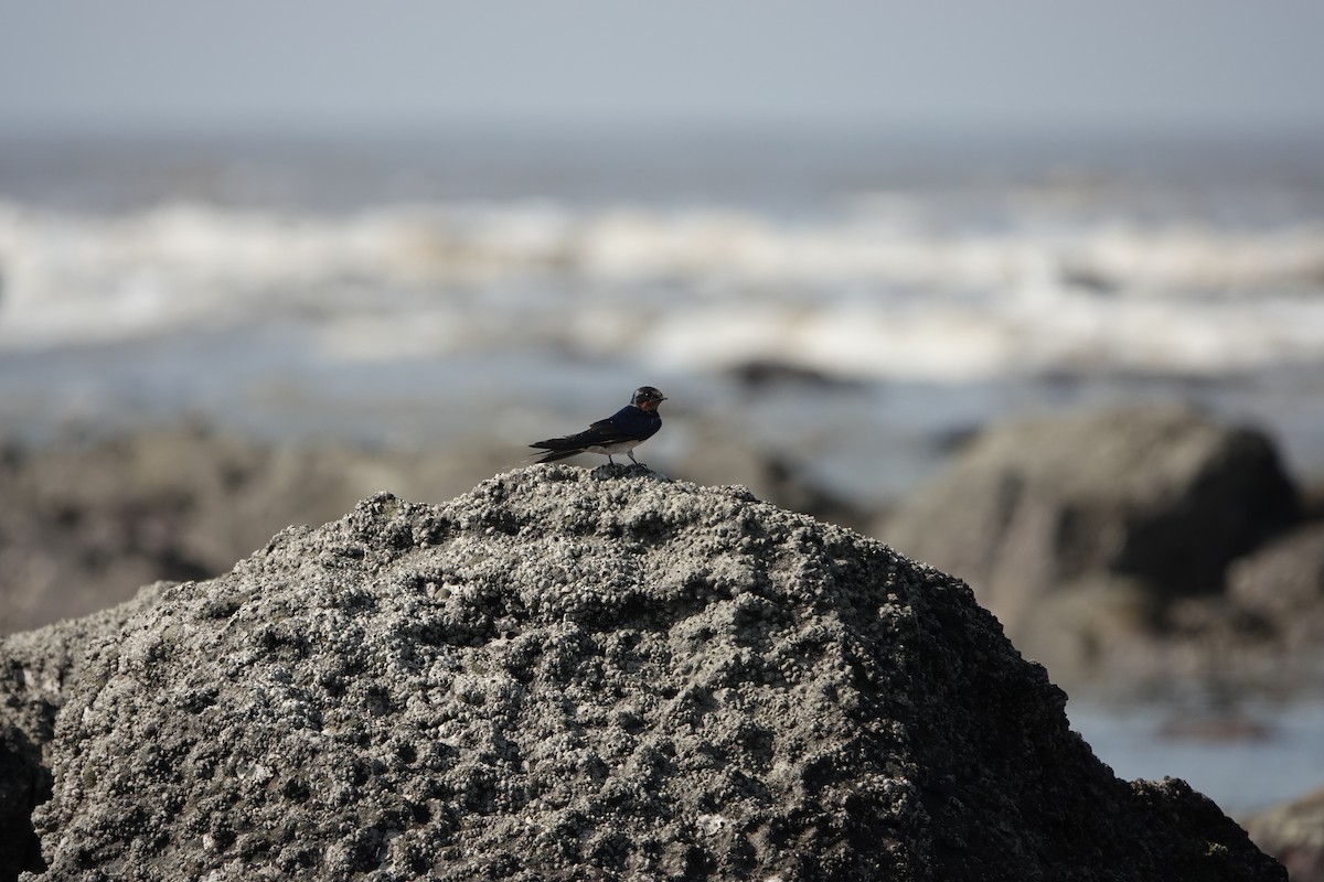 vlaštovka obecná - ML645791156