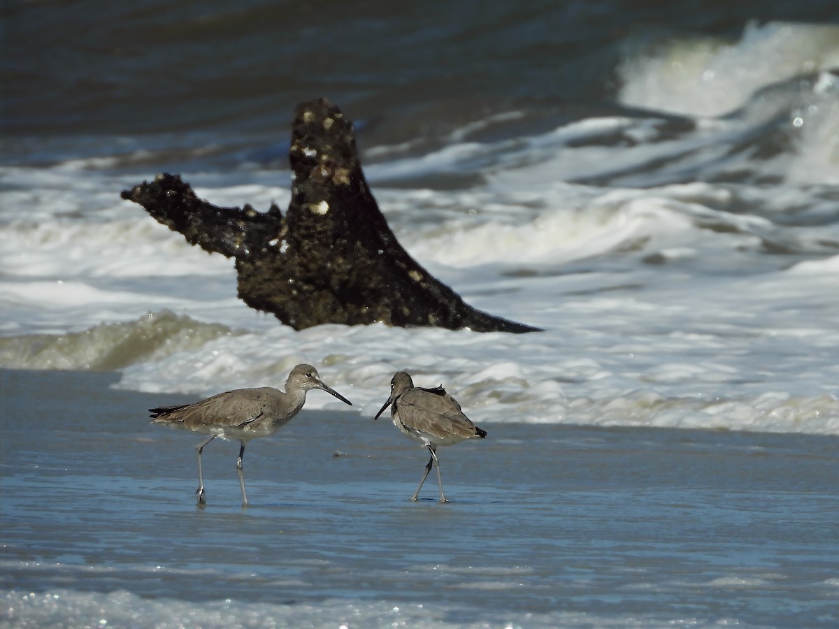 Willet - ML645791185