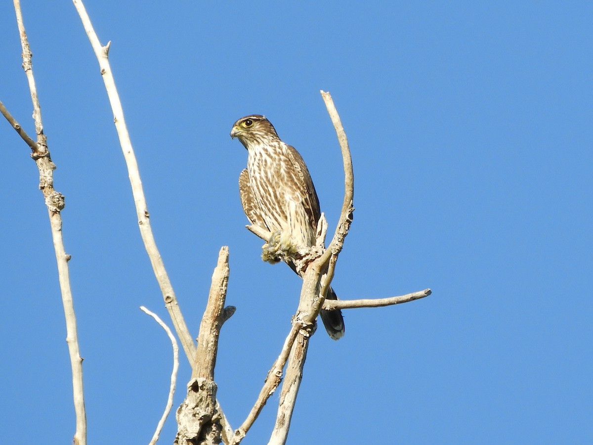 灰背隼 - ML645791191