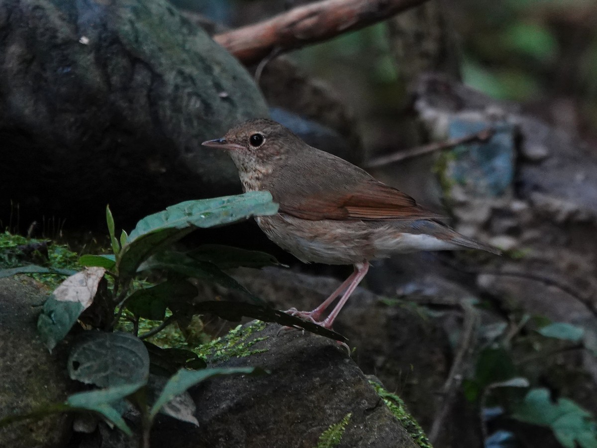 Siberian Blue Robin - ML645791196