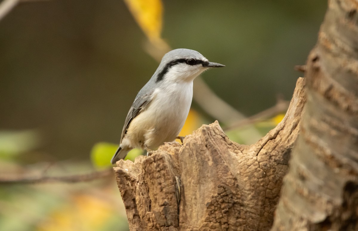 Eurasian Nuthatch (White-bellied) - ML645791202