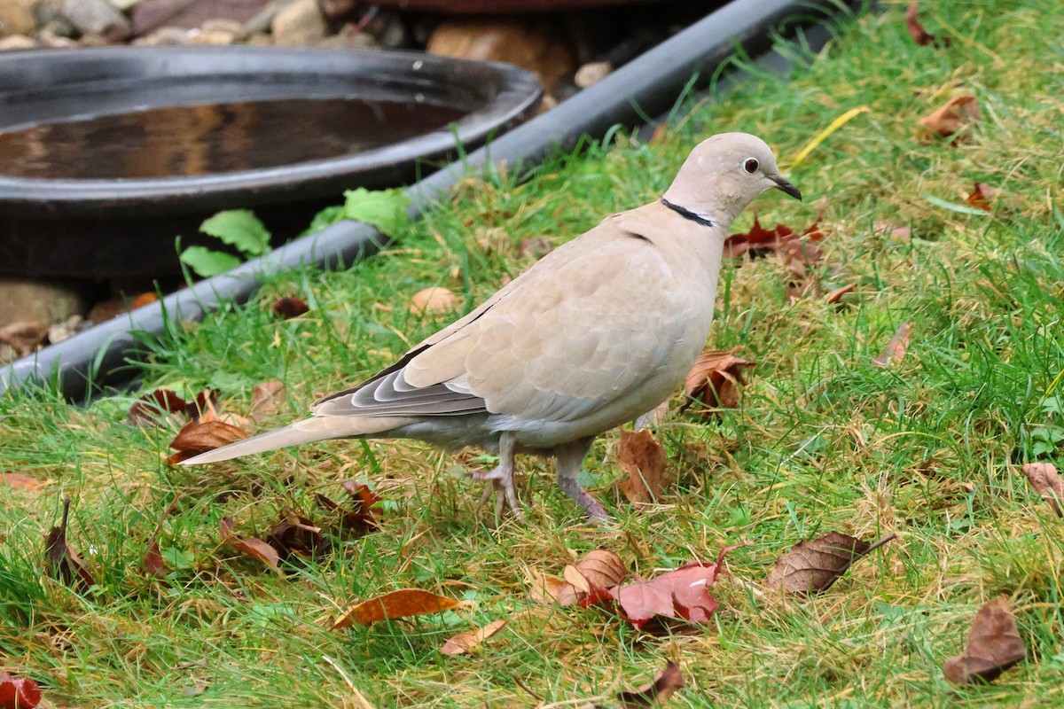 Eurasian Collared-Dove - ML645791207