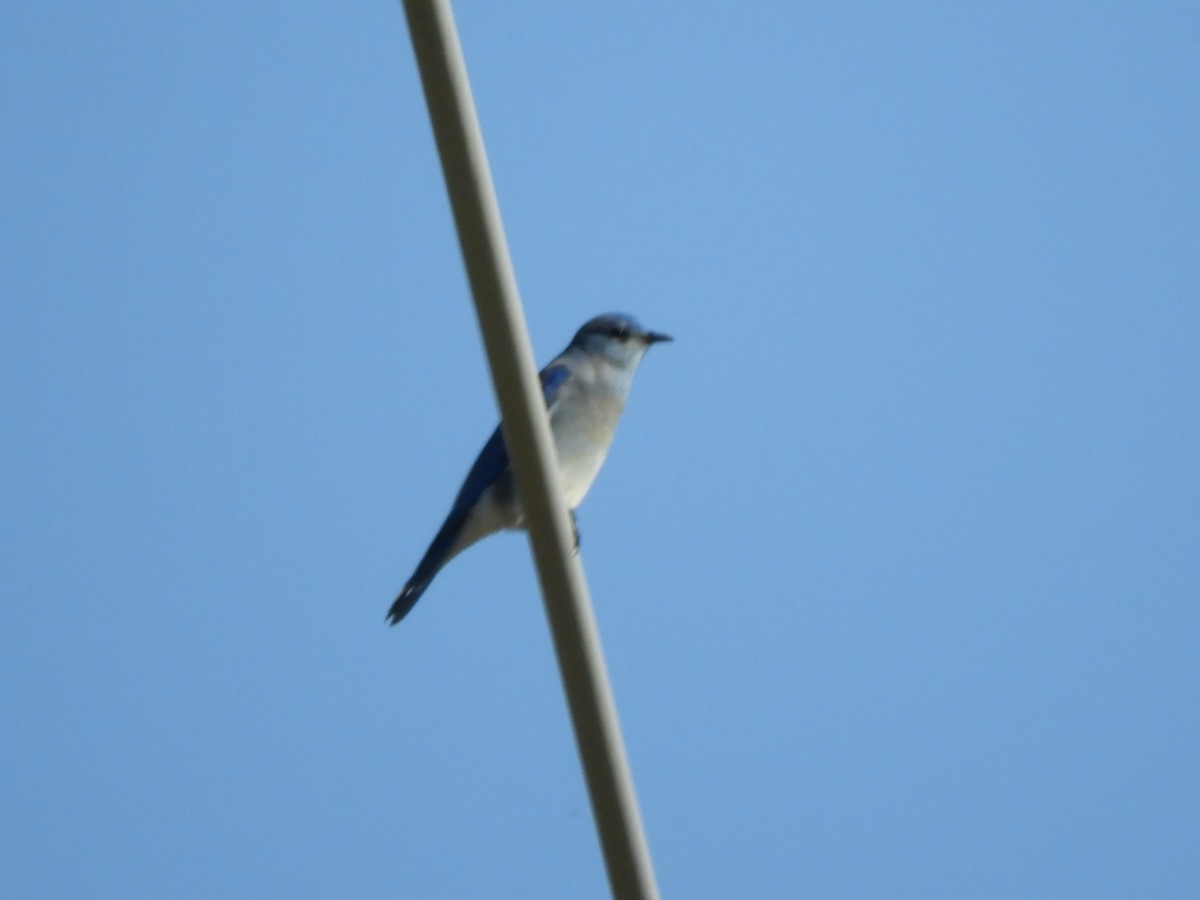 Mountain Bluebird - ML645791214