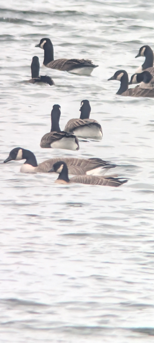 Cackling Goose - ML645791219