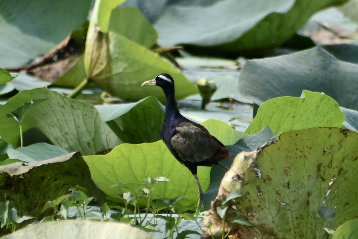 Бронзовокрылая якана - ML645791221