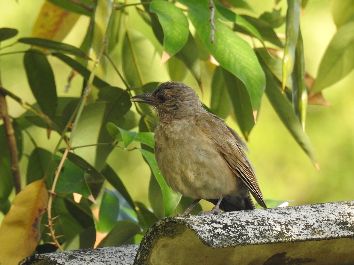 Pale-breasted Thrush - ML645791243