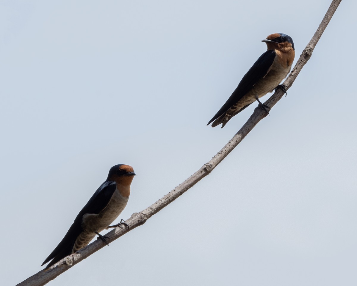 Pacific Swallow - ML645791251