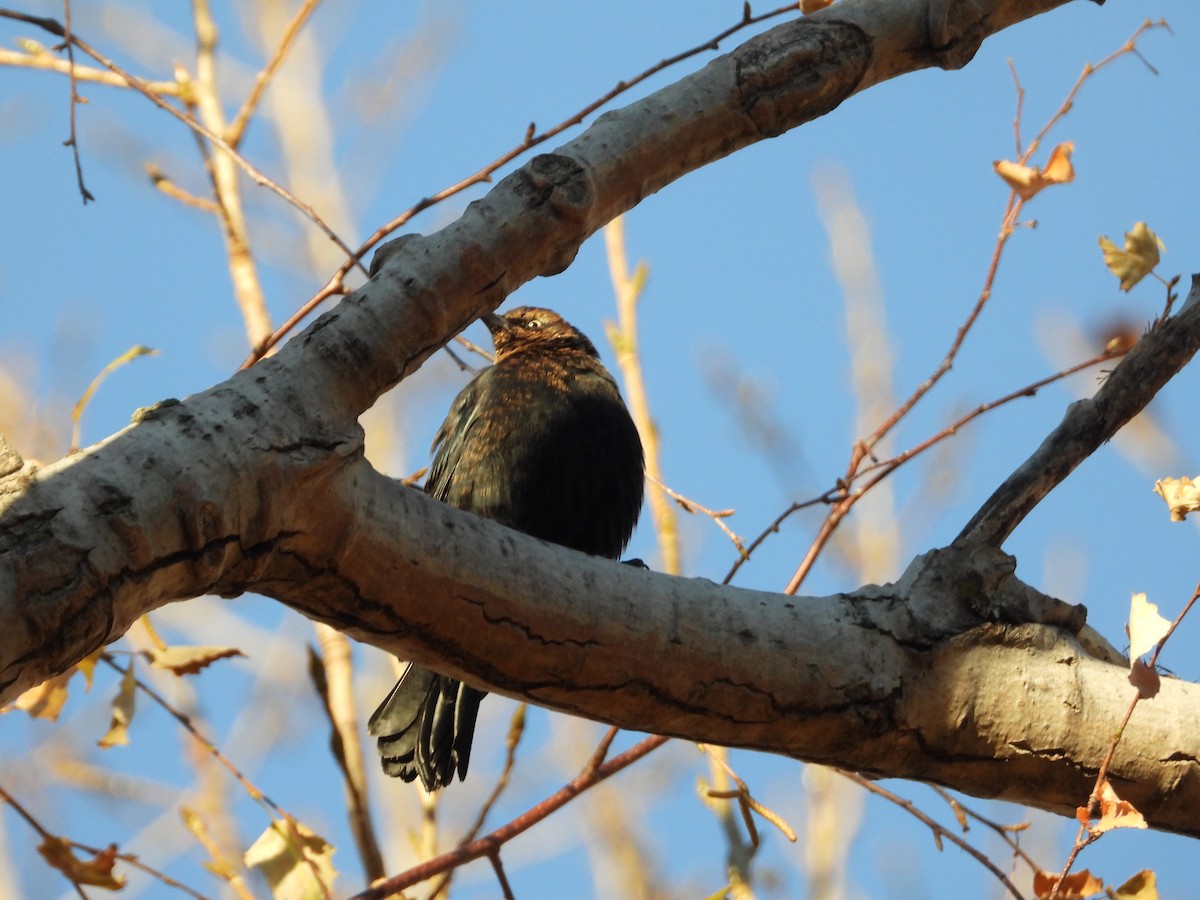 Rusty Blackbird - ML645791265
