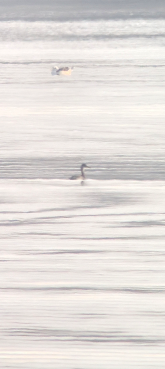 Red-necked Grebe - ML645791266