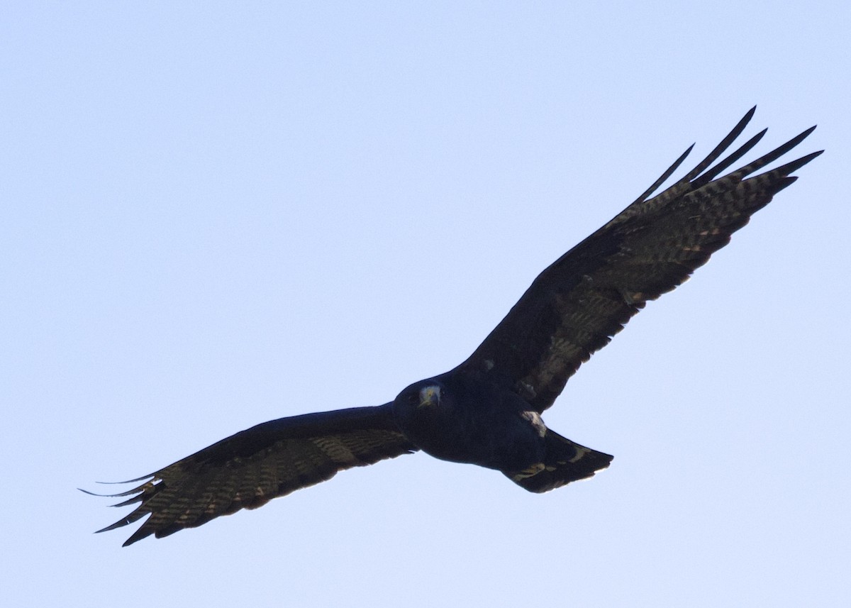 Zone-tailed Hawk - ML645791267