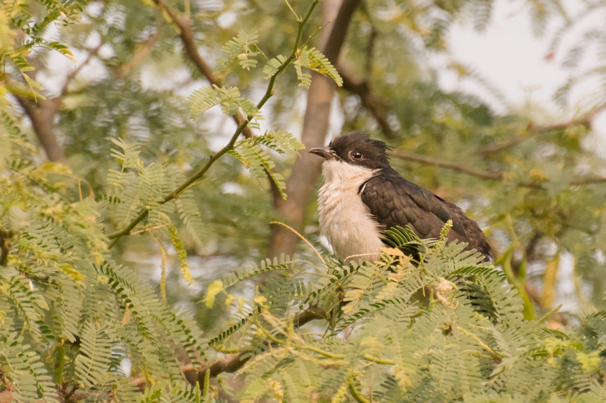 Pied Cuckoo - ML645791273