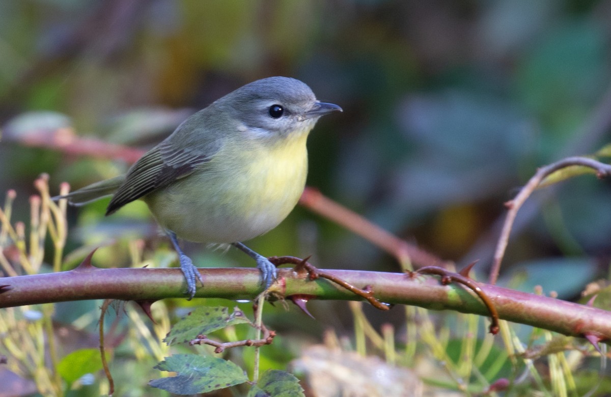 Bireo filadelfiarra - ML645791282