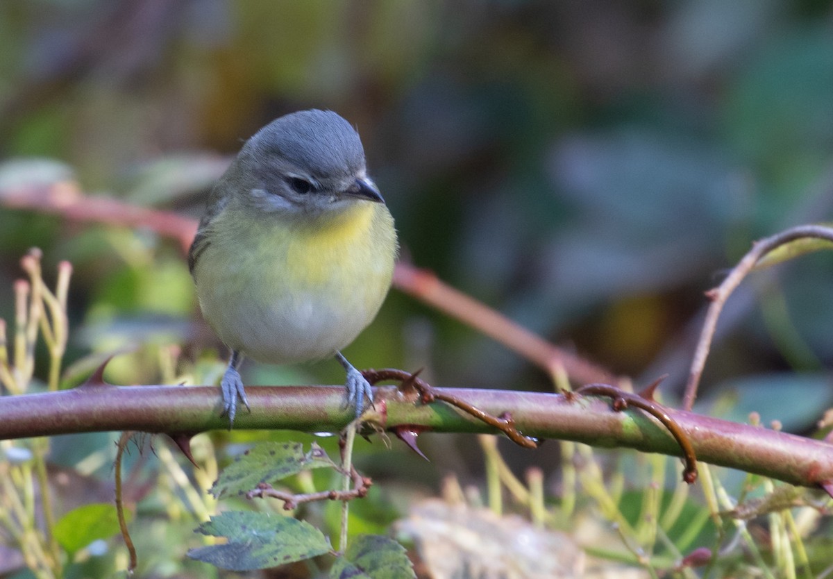 Bireo filadelfiarra - ML645791290