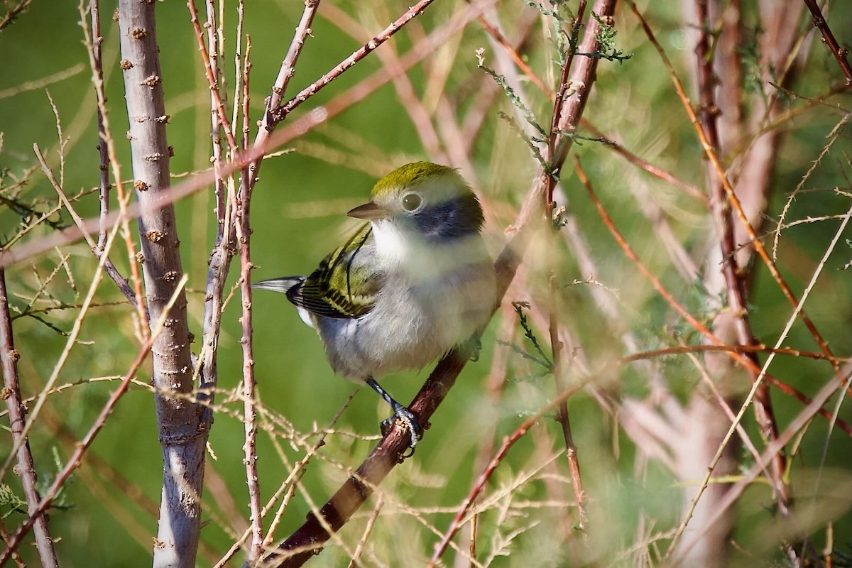 Chestnut-sided Warbler - ML645791303