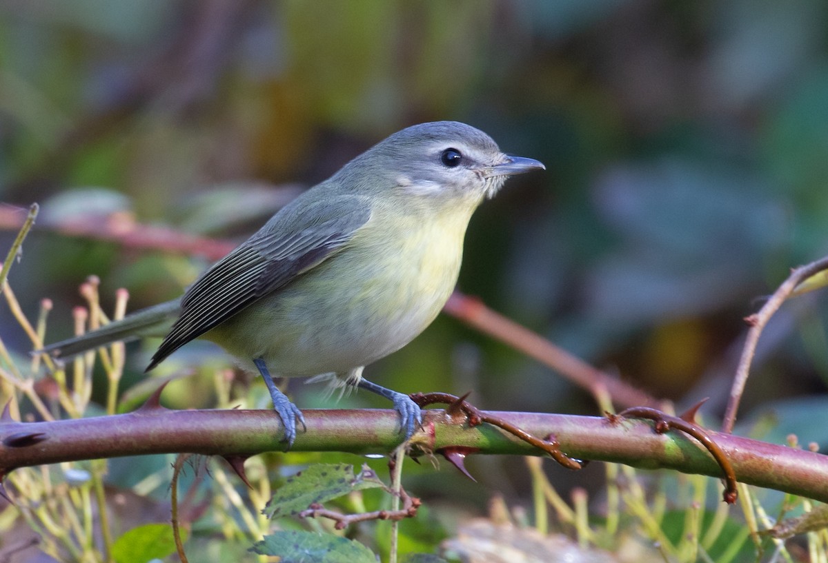 Bireo filadelfiarra - ML645791304