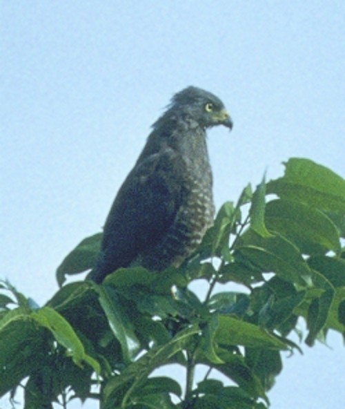Roadside Hawk (Northern) - ML645791309