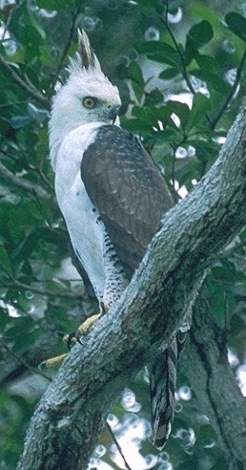 orel zdobený - ML645791324