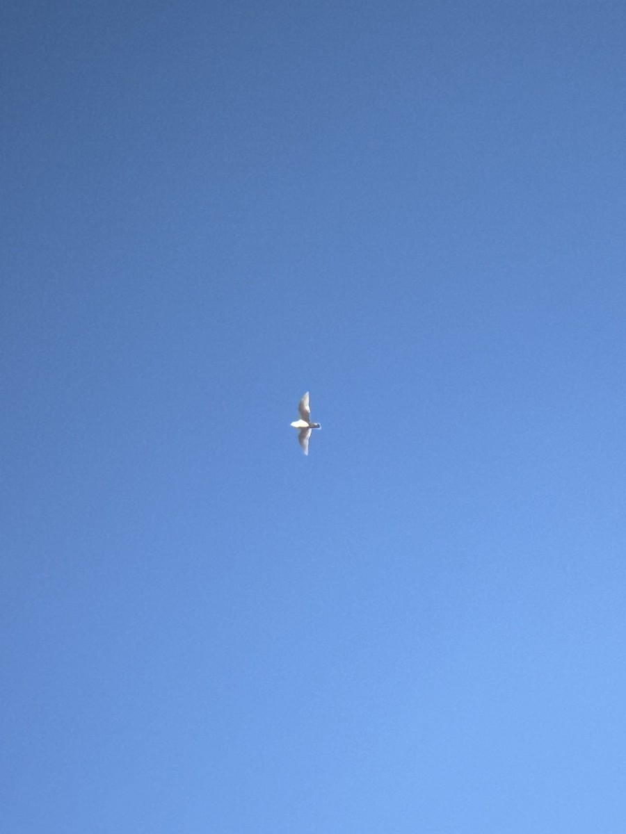 Iceland Gull - ML645791332