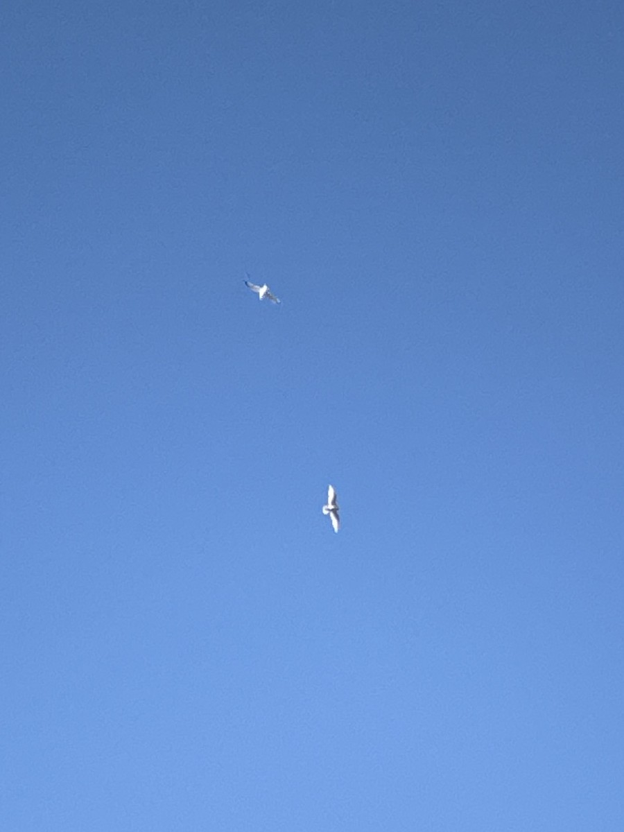 Iceland Gull - ML645791333
