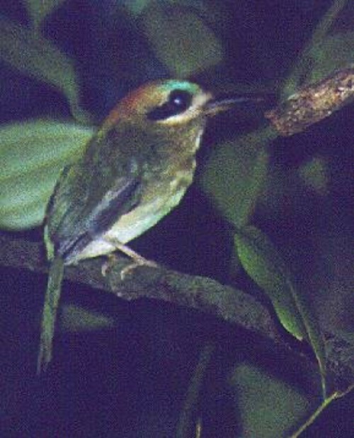 Tody Motmot - ML645791335