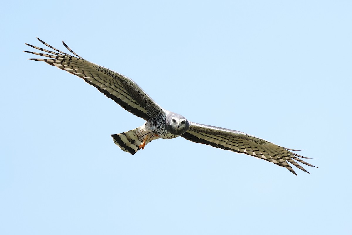 Long-winged Harrier - ML645791337