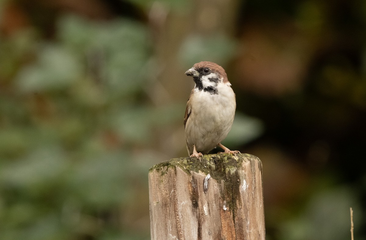 Ağaç Serçesi - ML645791338