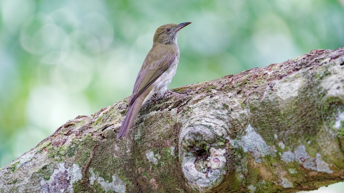 Streaked Bulbul - ML645791349