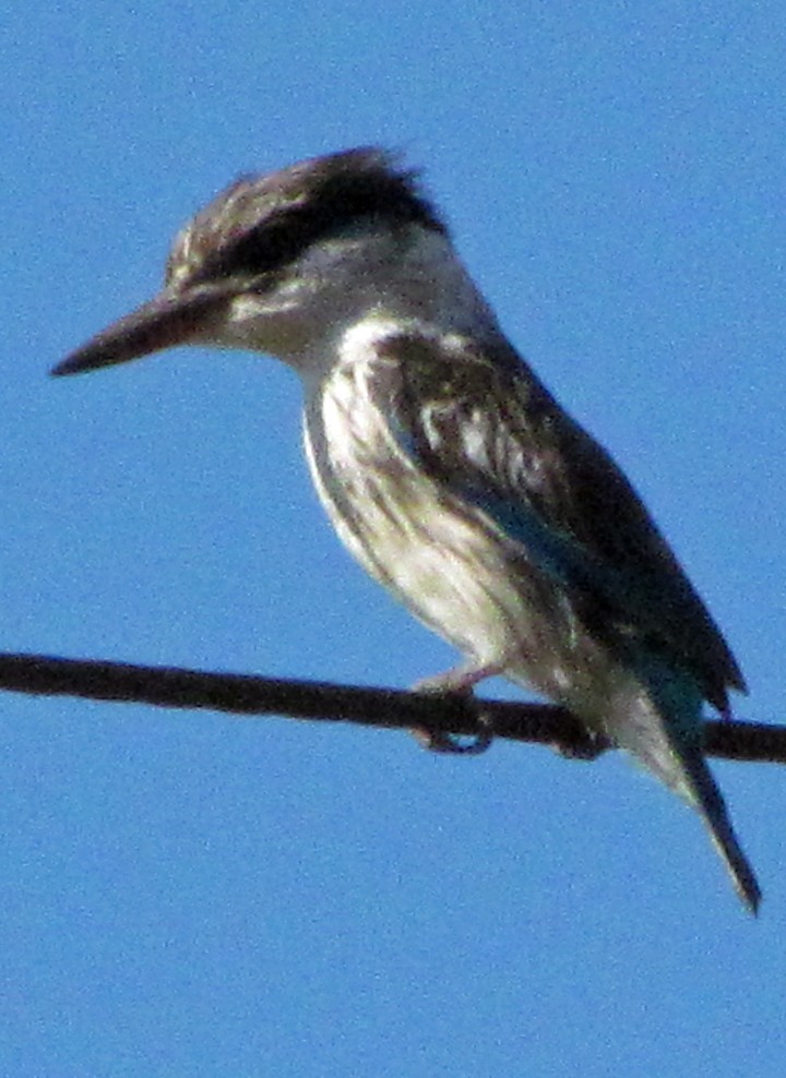 Striped Kingfisher - ML645791352