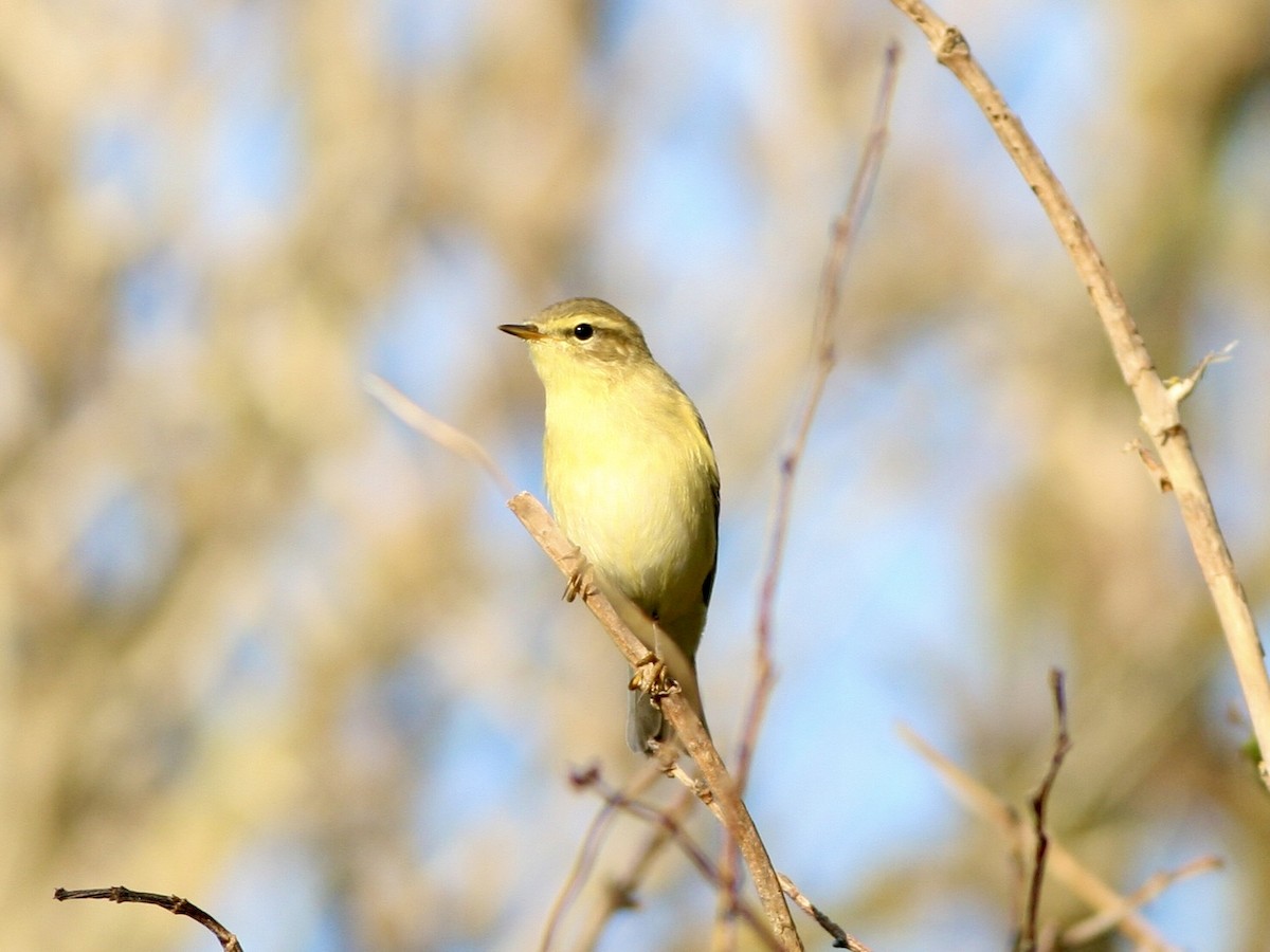 Willow Warbler - ML645791354