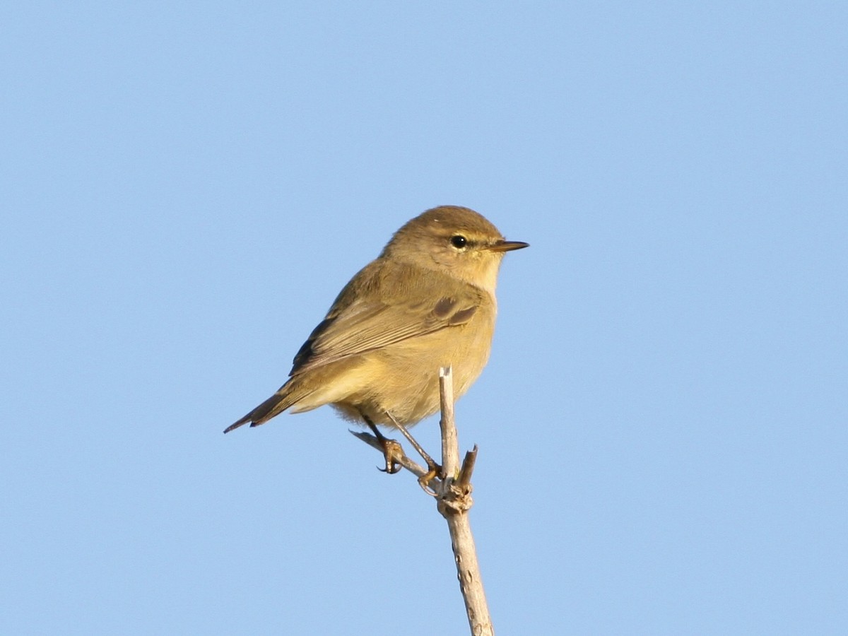 Common Chiffchaff - ML645791361