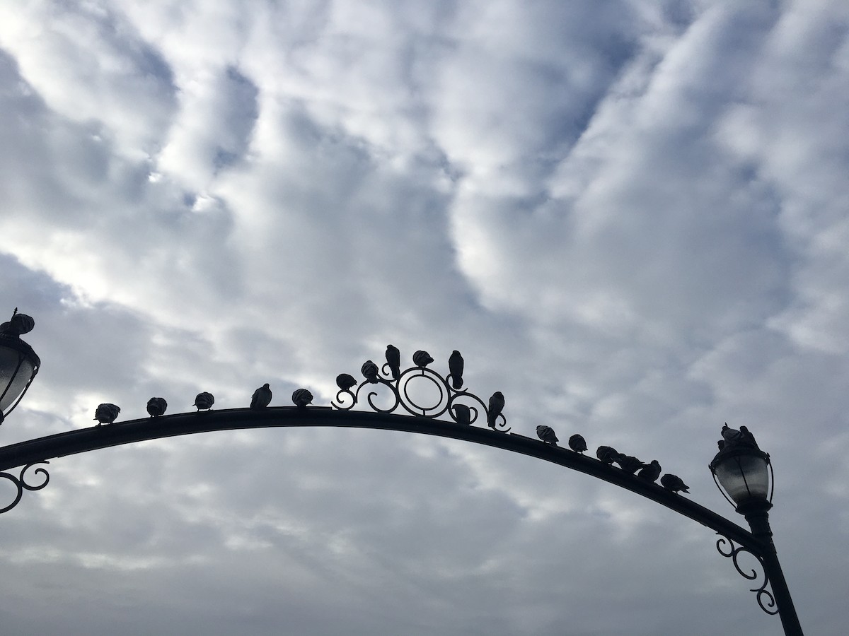 holub skalní (domácí) - ML645791369