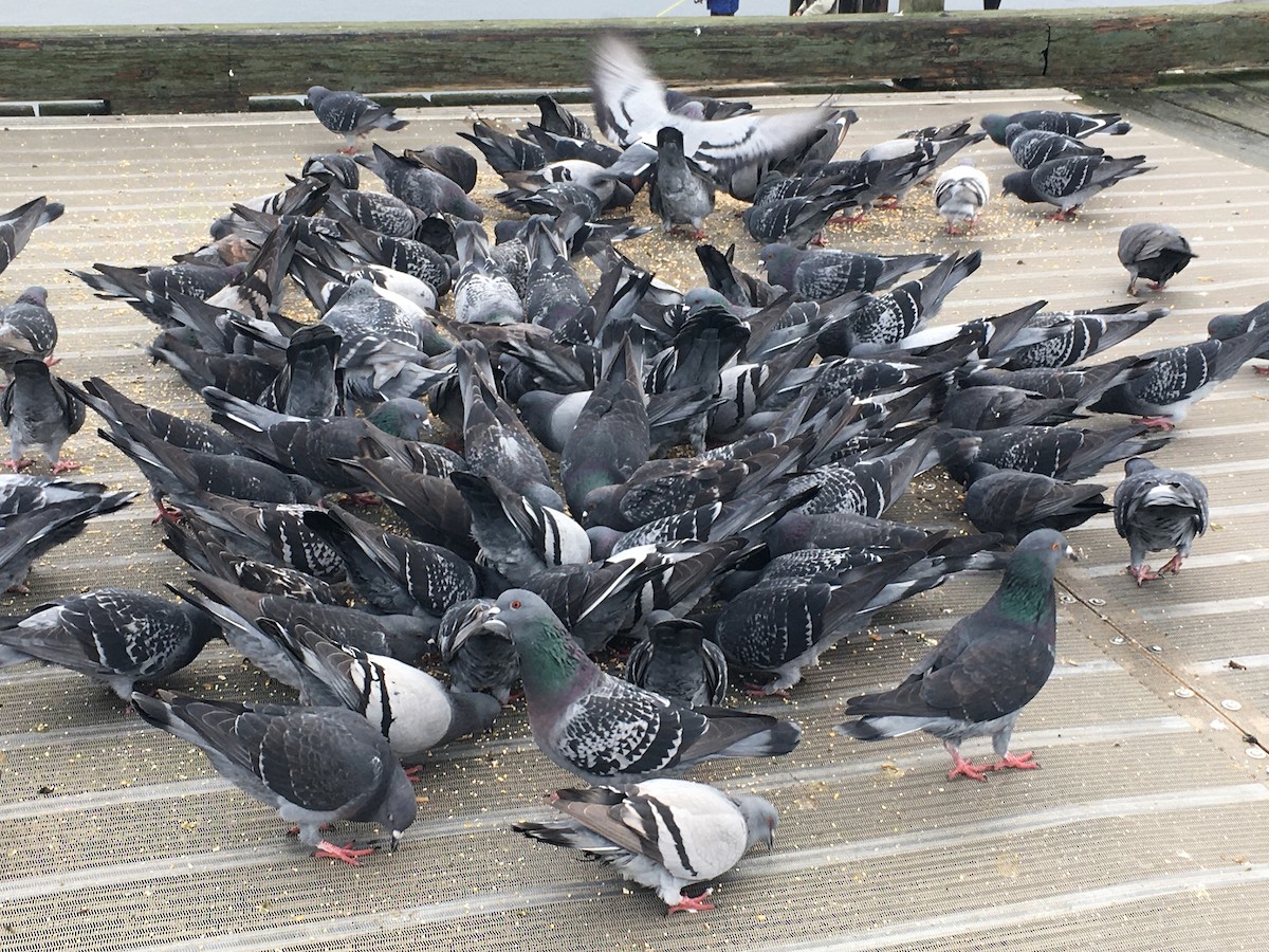 holub skalní (domácí) - ML645791373