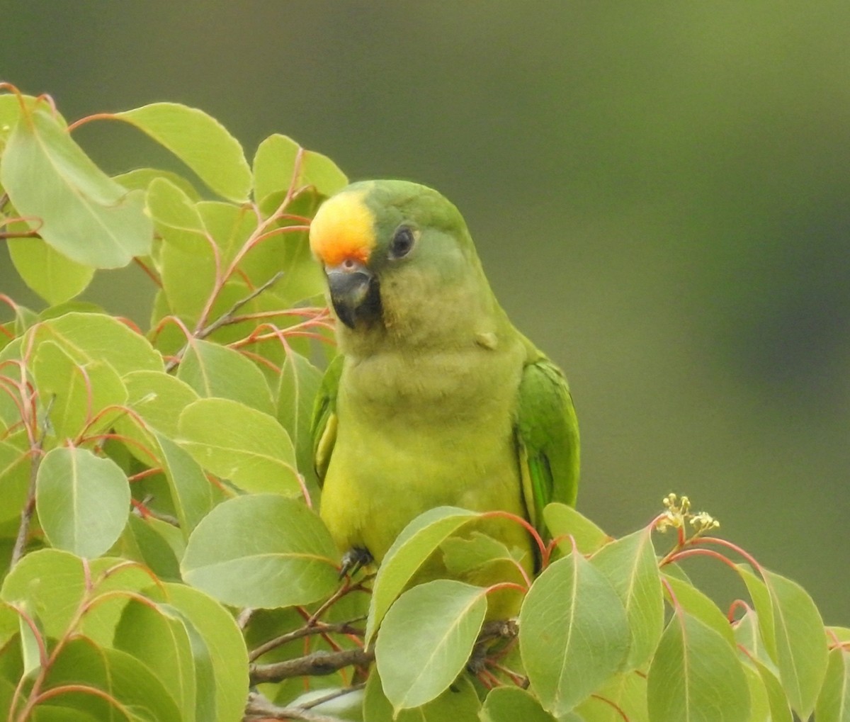 Peach-fronted Parakeet - ML645791389