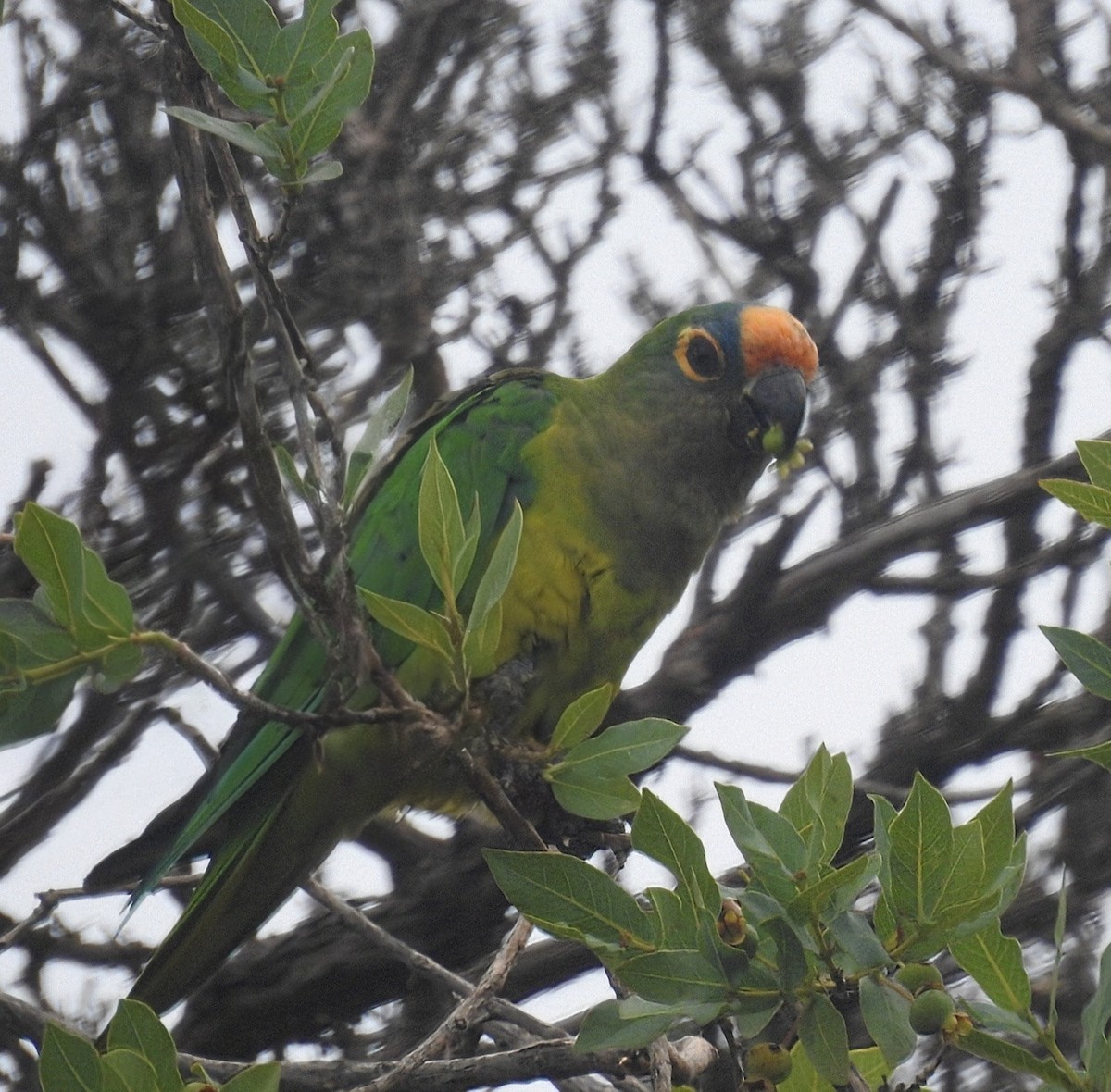 Peach-fronted Parakeet - ML645791390