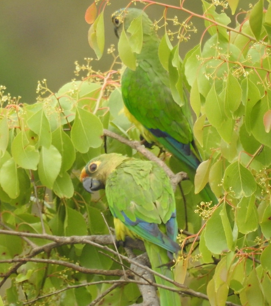 Peach-fronted Parakeet - ML645791391