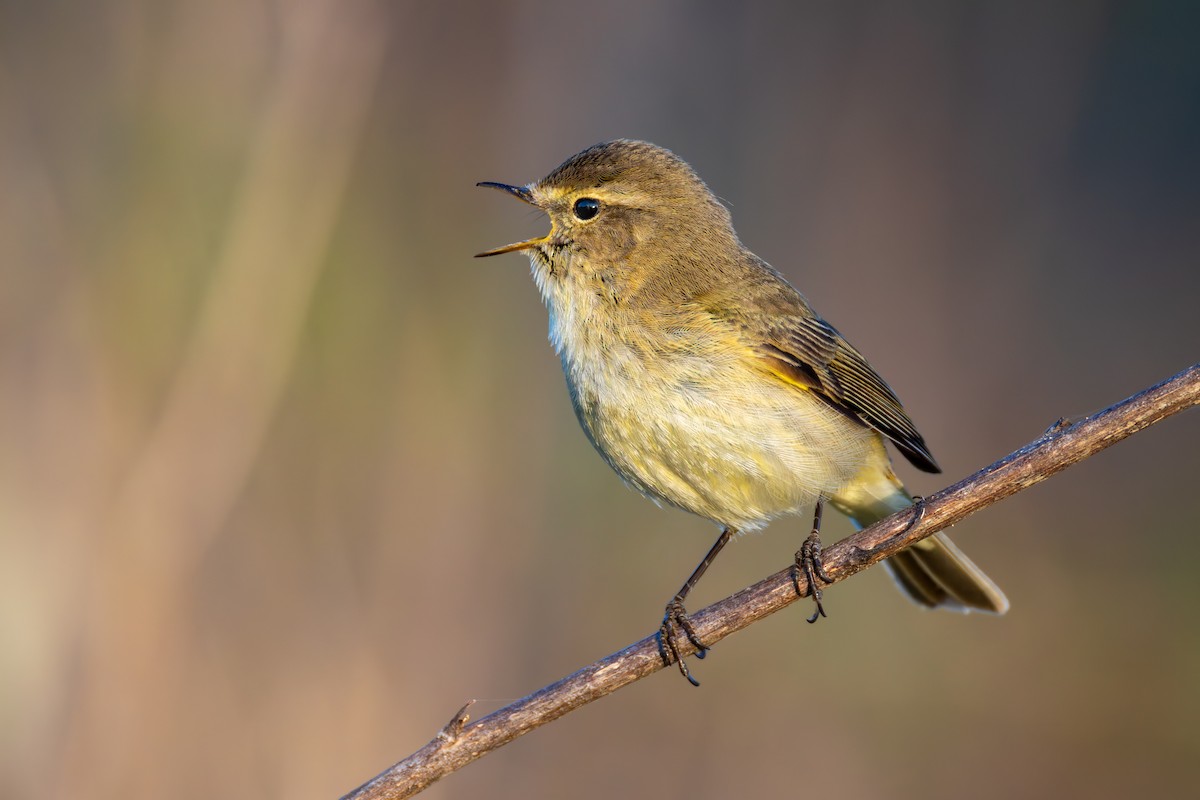 Common Chiffchaff - ML645791392