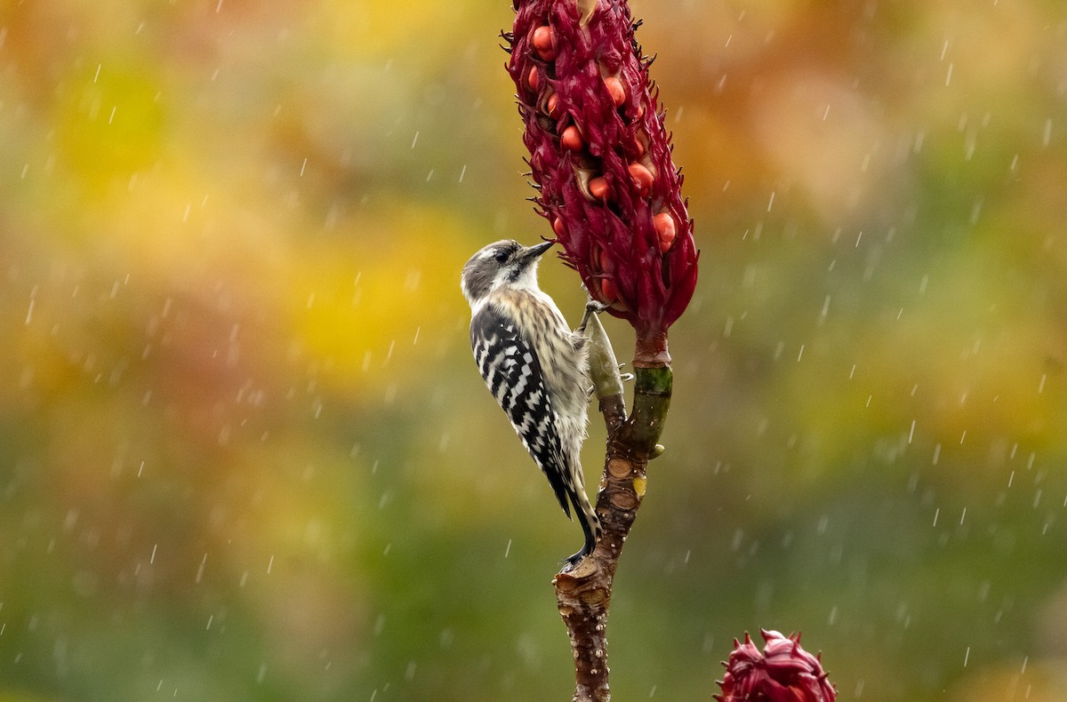 Japanese Pygmy Woodpecker - ML645791396