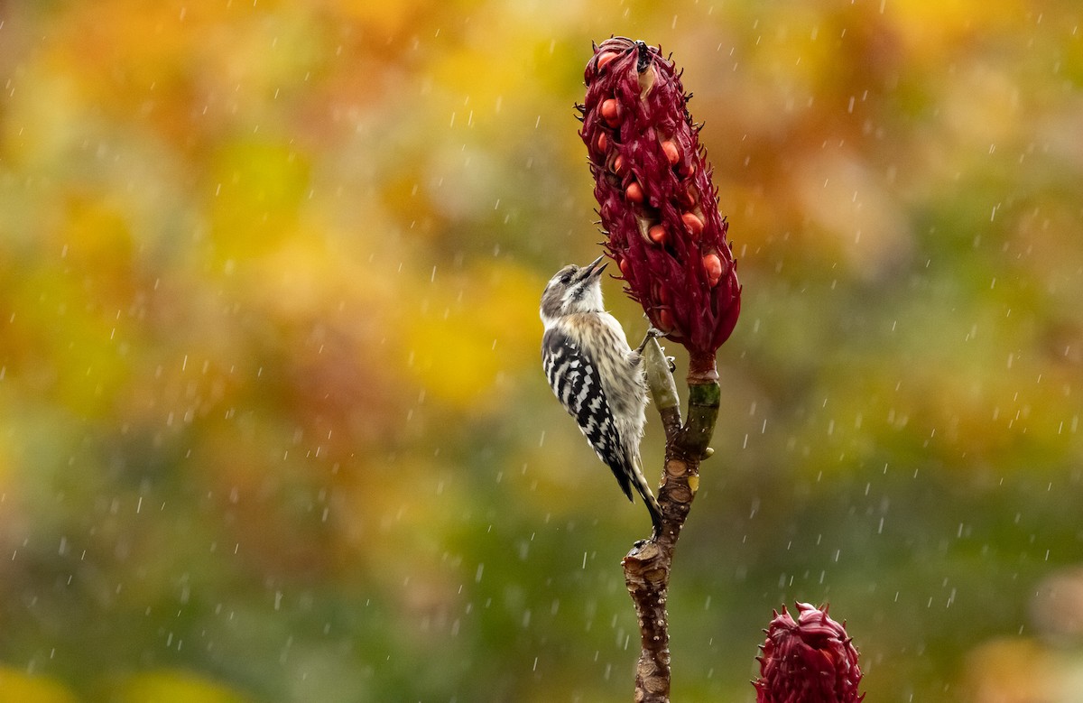 Japanese Pygmy Woodpecker - ML645791397