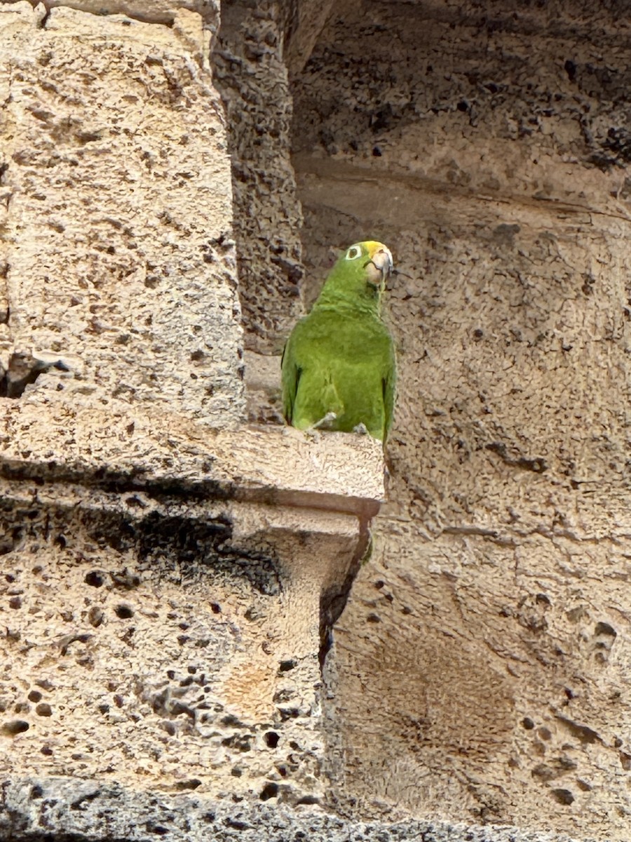 Yellow-crowned Amazon - ML645791405