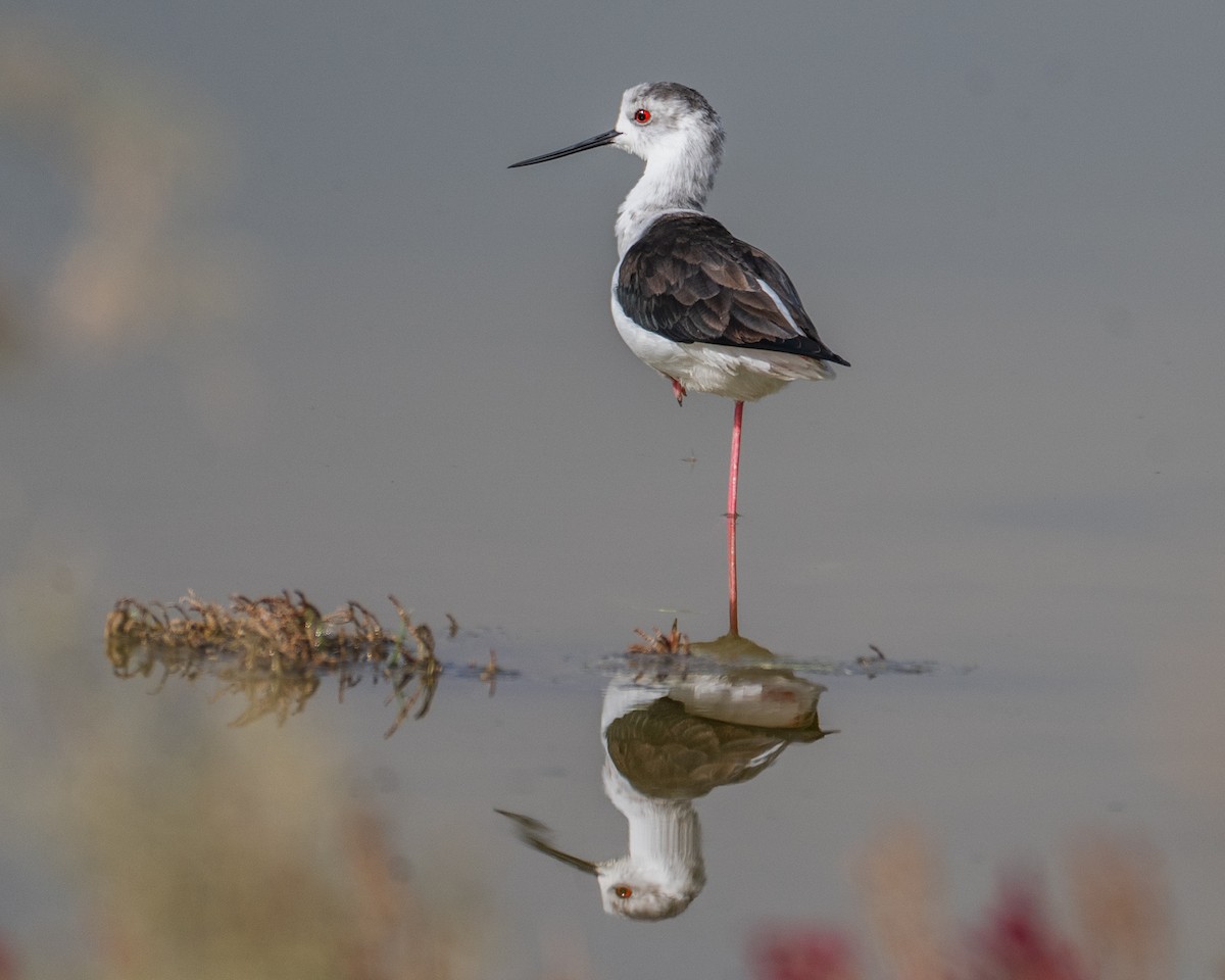 Cigüeñuela Común - ML645791407