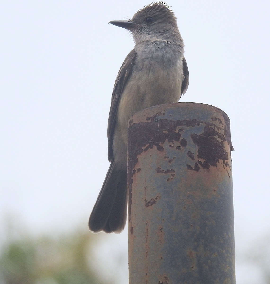 Swainson's Flycatcher - ML645791409