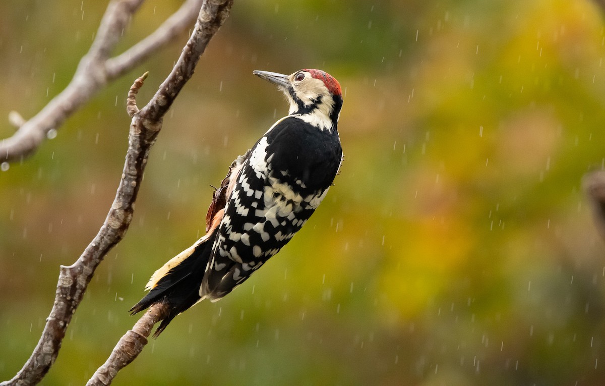 Okil gibelnabarra (gibelnabarra) - ML645791410