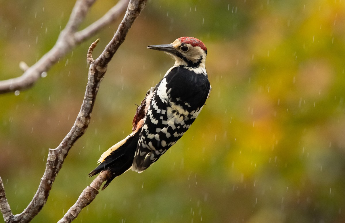 Okil gibelnabarra (gibelnabarra) - ML645791411