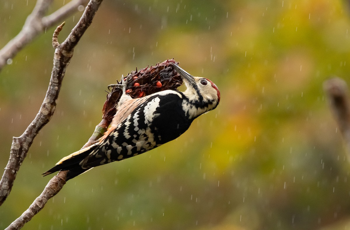 Okil gibelnabarra (gibelnabarra) - ML645791412