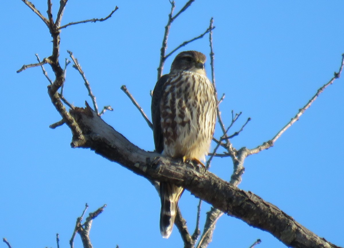 Merlin - ML645791419