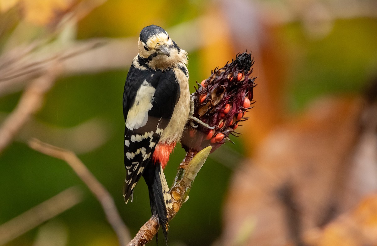 Okil handia (japonicus) - ML645791420