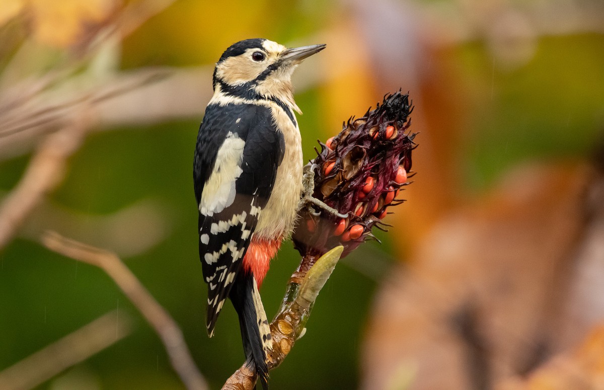 Okil handia (japonicus) - ML645791421