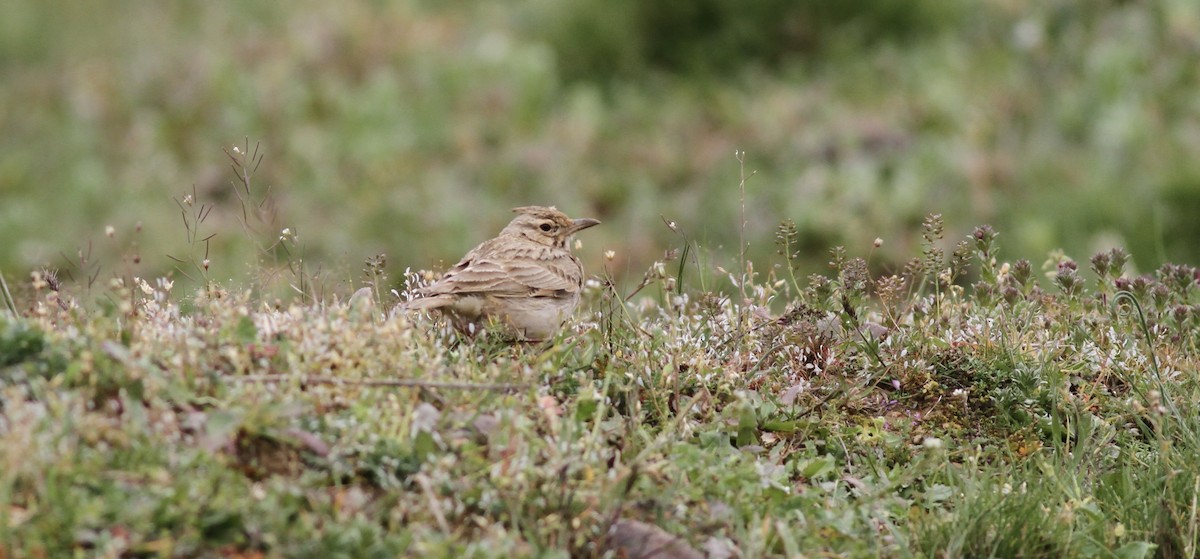 chocholouš obecný - ML645791425