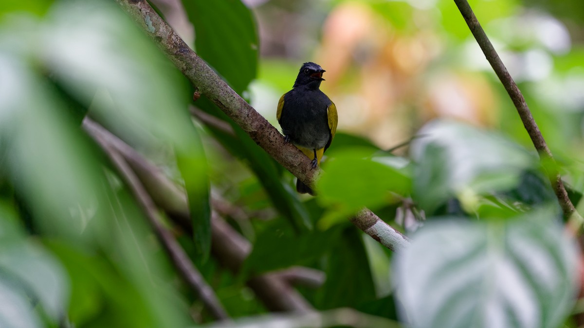 Bulbul Ventrigrís - ML645791443