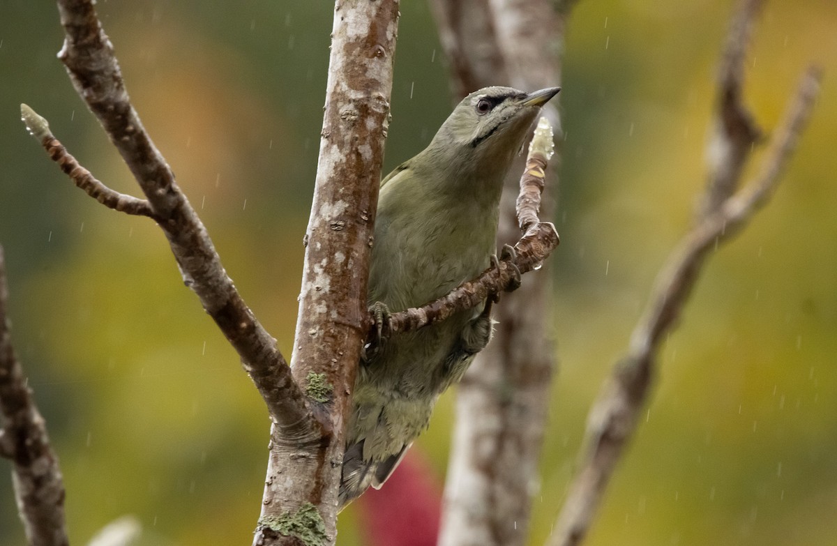 Жовна сива (підвид canus/jessoensis) - ML645791452